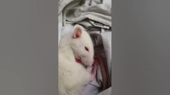 Babyratte putzt sich