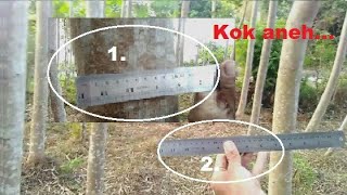 Woow.. 7 Bulan Vs Umur 1,5 Tahun Sengon Solomon 2018