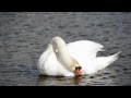 Swan-honk