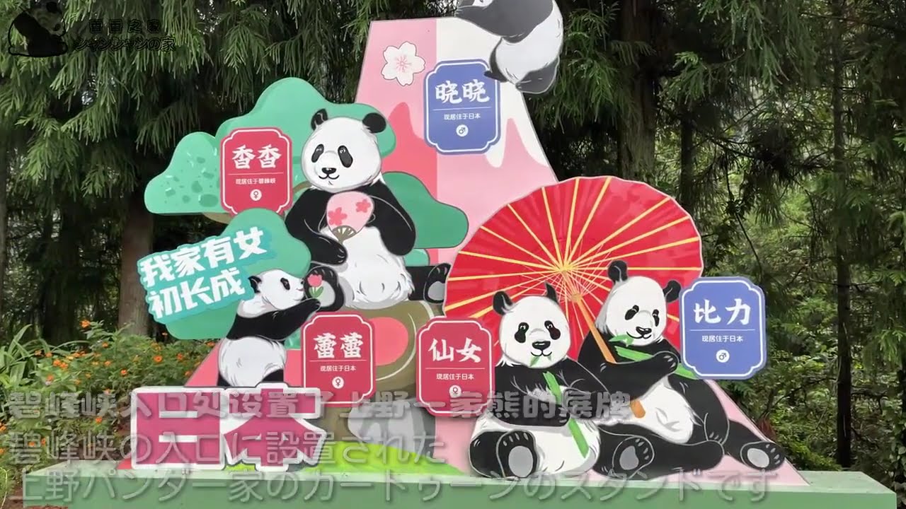 2011年2月、リーリーとシンシンは上野動物園へやって来ました。2024年9