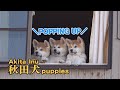 Cute Akita Inu puppies／秋田犬の子犬たちが、次から次へとこんにちは！