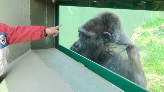 Nene is very interested in a boy who approaches her.⭐️Japan's oldest gorilla