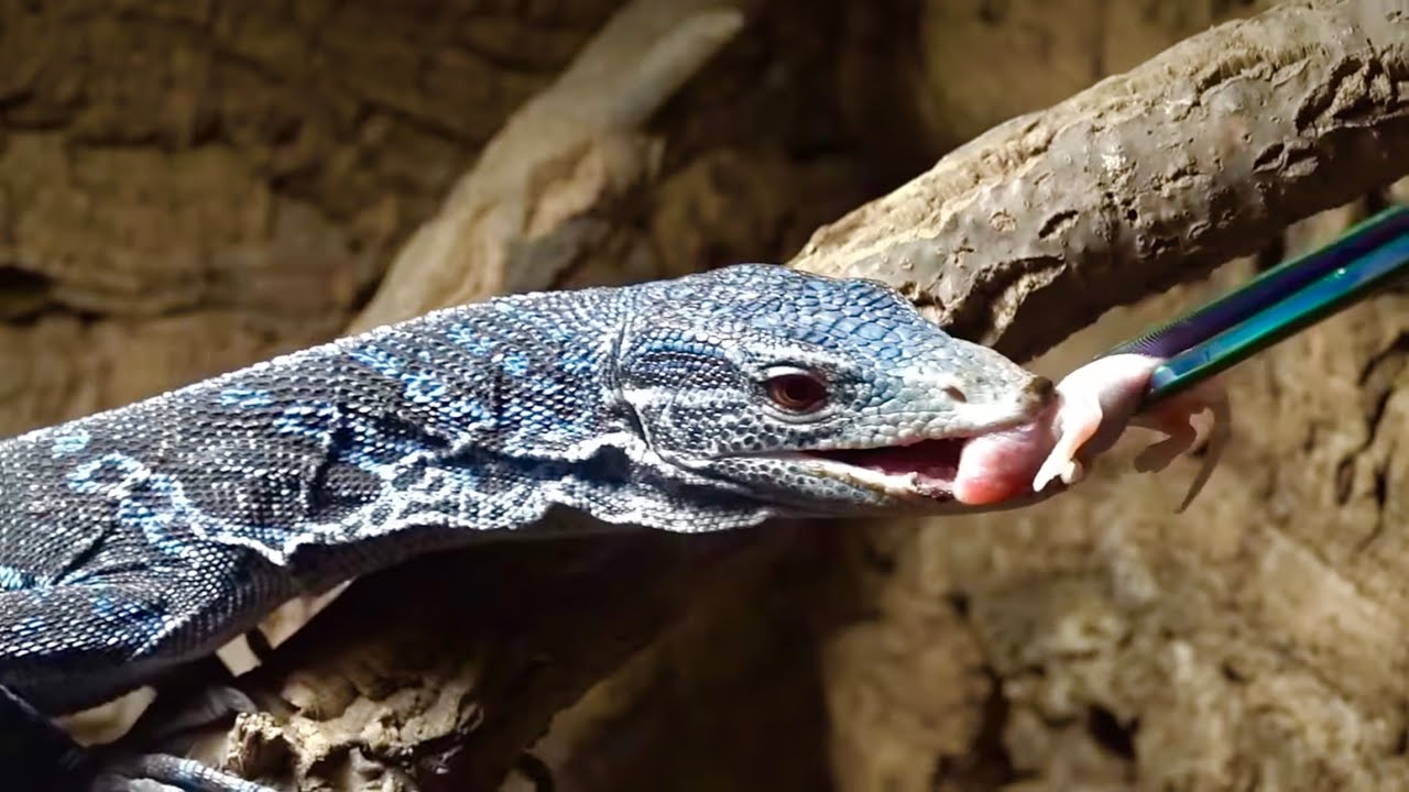 コバルト ツリー モニター