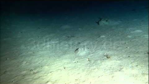 3A Boots var Debris 07606 Sub 04 BD 1080i60 15MB 001 new