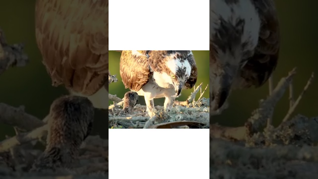 The Mother Bird That Saved Its Little Baby Osprey