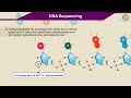 Decoding DNA Sequences Through Sanger Method and Electrophoresis Techniques
