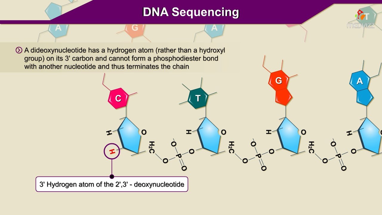 dna sequencing cartoon