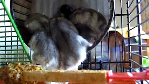 Hamster babies trying to break a record