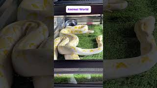 Calm, beautiful, and rare.Albino pythons remind us that nature’s beauty comes in many forms #animals