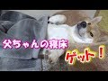 毛布を掛けられ人間のようにベットに横たわる柴犬--Go to bed so that the dog is man--