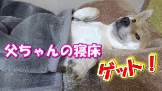 毛布を掛けられ人間のようにベットに横たわる柴犬--Go to bed so that the dog is man--