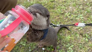 Otter with baby who wants to drink water outside. by ma ko 7,788 views 3 weeks ago 3 minutes, 45 seconds