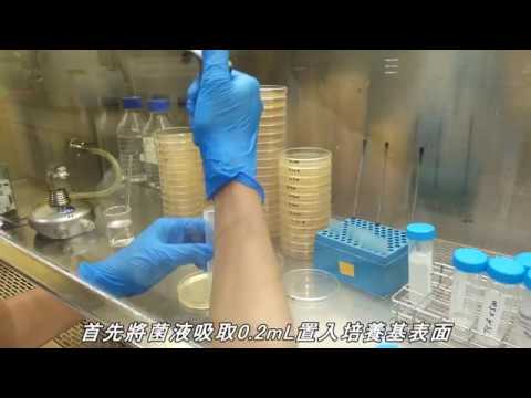 【微生物實驗】菌液製作 (連續稀釋法+抹碟法)【燒蝦】