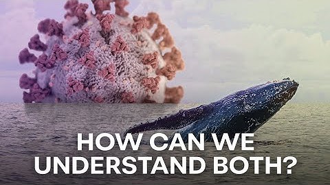 Whales and Viruses | The Light of Evolution - Episode 1