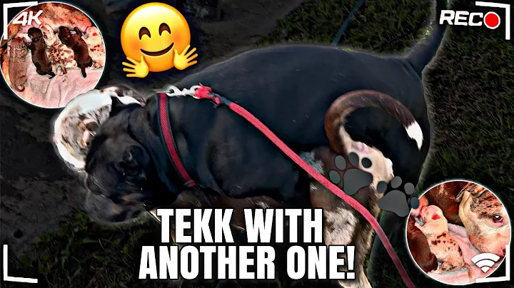 TEKK WITH ANOTHER AMAZING LITTER