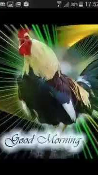 Lagu ayam