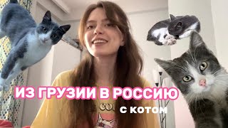 КАК ПЕРЕВЕЗТИ КОТА ИЗ ГРУЗИИ В РОССИЮ,  или История одного уличного котика