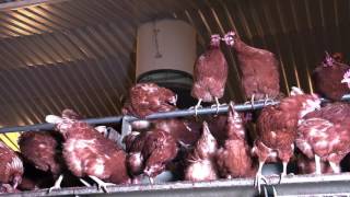 Some free range producers provide their hens with a multi-tier system. A multi-tier system allows birds to express their natural desire 
