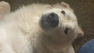 “Bubba” the Great Pyrenees being silly  Is my dog broken?