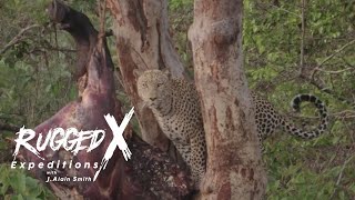 Leopard Hunt in Moyowosi Tanzania