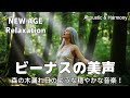 【最高音質】森の木漏れ日のような穏やかな音楽!/癒し/リラックス/作業用/洋楽/Cozy music/Chill #癒し #リラックス #女性ボーカル