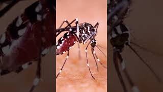 In 2022 mosquito vs 2000bc mosquito . mythologycal video.#shorts #animalcare