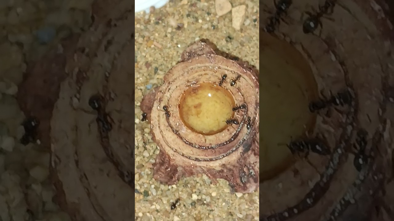 🍬🥩Перекус мурашек чек😋🦗