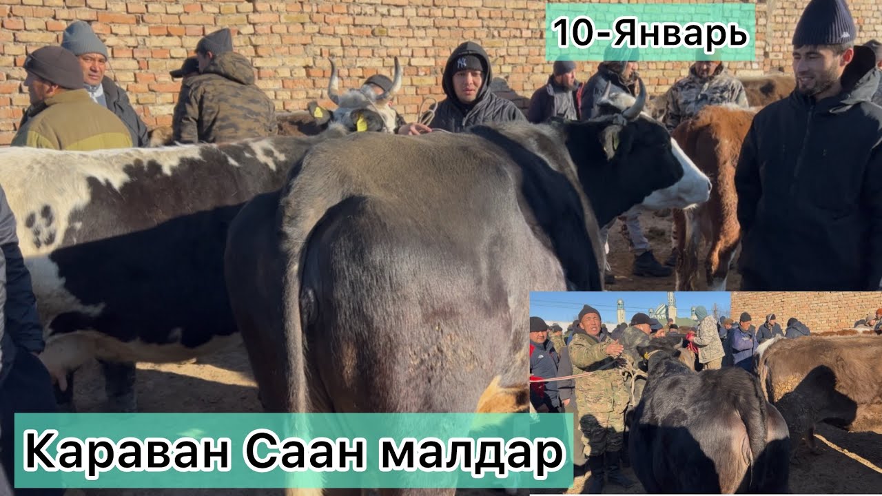 265 000 СОМ САТЫЛДЫ 🔥🔥🔥Саан малдар Кызыган жэрлери 