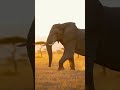 हाथी मेरा साथी #UPSC #Environment #ProjectElephant #IASMotivation #ElephantFacts #WildlifeIndia #GS3