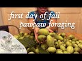 27lbs of Pawpaws! First Day of Fall Family Foraging