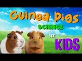 Guinea Pigs Quiz