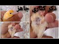 شكل ذكر الكناري الجاهز للتزاوج والتكاثر جزء 3من سلسلة تزاوج طيور الكناري والإنتاج منها 