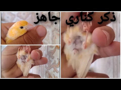 شكل ذكر الكناري الجاهز لل والتكاثر جزء 3من سلسلة طيور الكناري والإنتاج منها