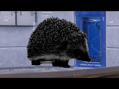 So anyways Sonic