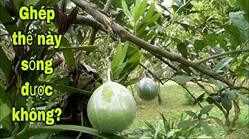 Ghép quả thế này sống được không? bưởi Rỏn