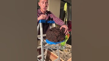 Corpse Flowers Never Die