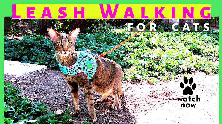 Watch the video about Daisy's Diary