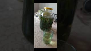 листья тутовника