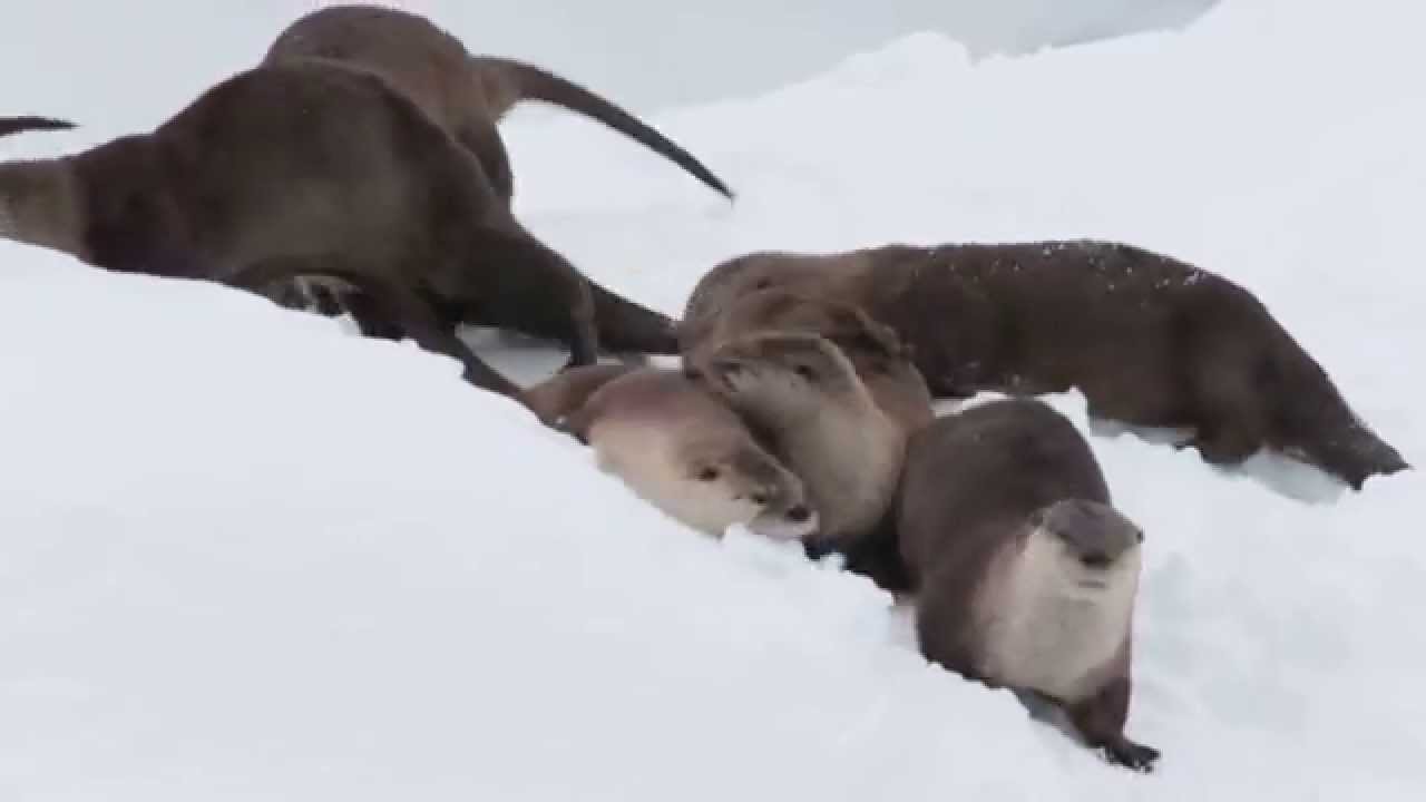 North American river otters