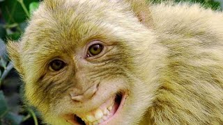 Monkey Funny Meme Funny Indian Monkey