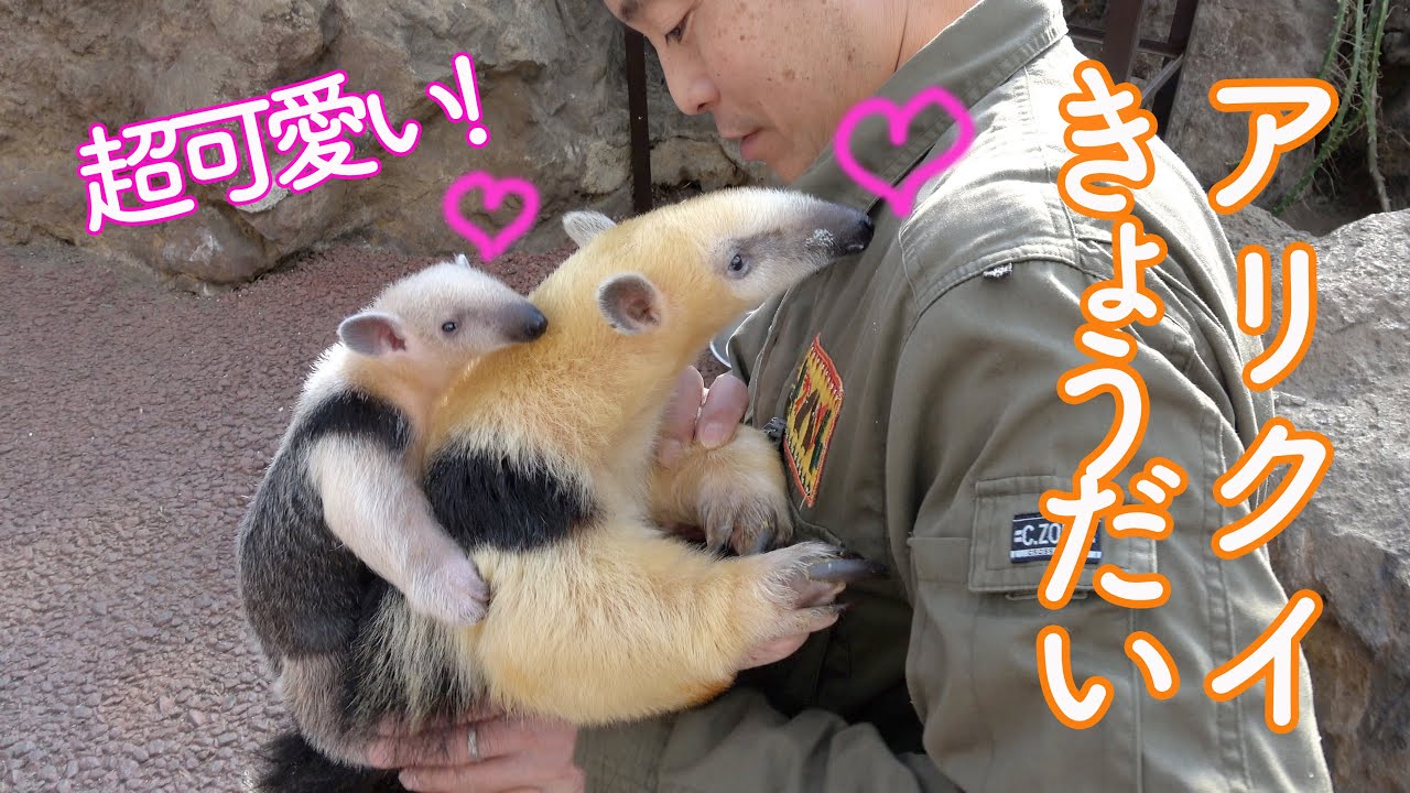 ミナミコアリクイの赤ちゃん トト くんとお兄ちゃん コン くん 伊豆シャボテン動物公園 ミナミコアリクイの兄弟 Southern Tamandua Brothers Youtube