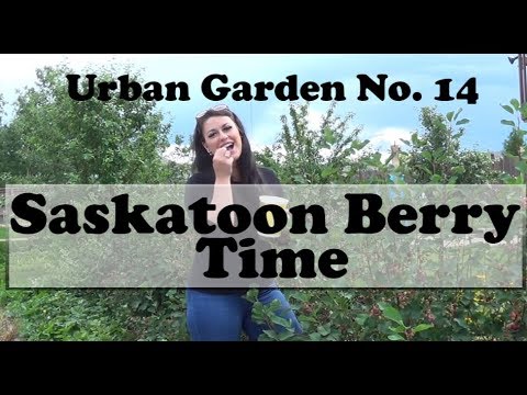 Vidéo: Saskatoon Bush Care : Comment faire pousser des arbustes de Saskatoon dans le jardin