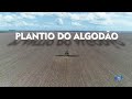 PLANTIO DO ALGODÃO - FAZENDA PALMEIRA - SLC AGRÍCOLA -