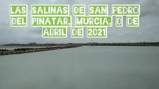 FLAMENCOS, aves zancudas. Salinas de San Pedro del Pinatar Murcia #murciaturistica #murcia #spain