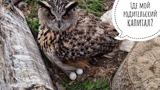 Eagle Owl Yoll already has two eggs! I check all the owls after the trip to the Reptilium