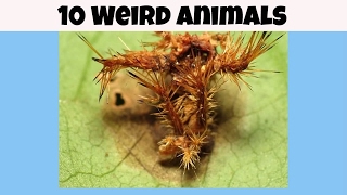 10 Weird Animals- You have to see to belive these weird animals exist