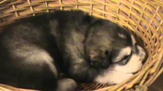 Temperament Test #2 by DireWolf Dogs of Vallecito, LLC 1,141 views 9 years ago 14 minutes, 53 seconds