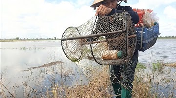 Thăm Lờ Cá Mùa Nước Nổi Dính Cá Trê Trắng, Cá Trê Lai Quá Ngon @nhutvlog9 