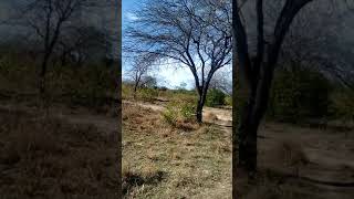 Garza Santiago 2016