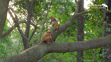 CAW Creature Animation Workshop works Ashar